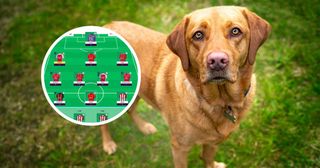 A Labrador Reigns Supreme in Fantasy Premier League Gameweek 13